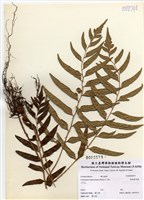 藏品(狹葉貫眾蕨)的圖片